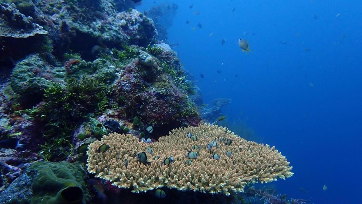 Wanci Wakatobi Patuno Diving And Beach Resort By Sahid מראה חיצוני תמונה