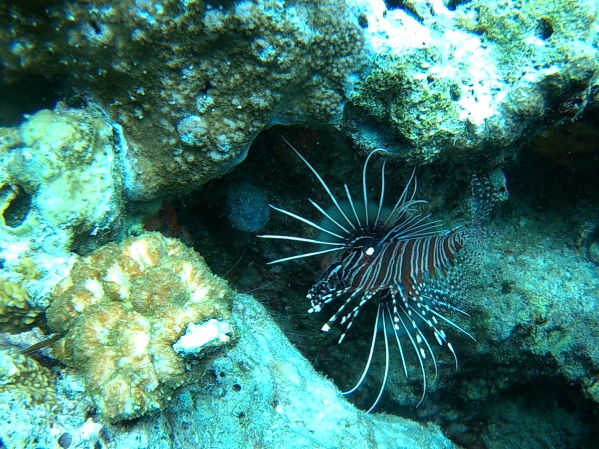 Wanci Wakatobi Patuno Diving And Beach Resort By Sahid מראה חיצוני תמונה